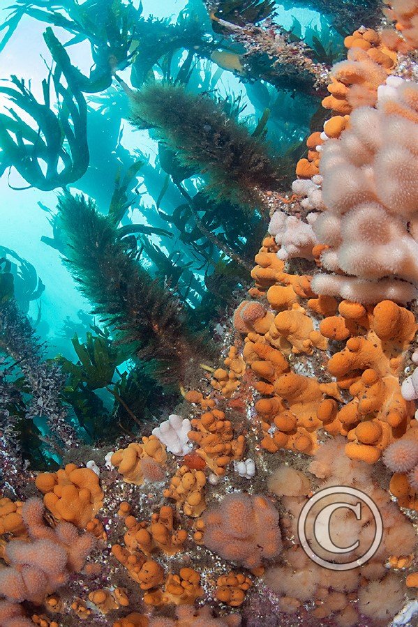 October 2023: Best of British - Second (image 1)