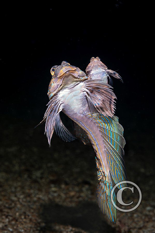 October 2023: Best of British - Second (image 2)