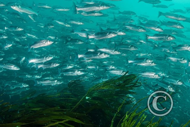 October 2023: Best of British - Winner (image 2)