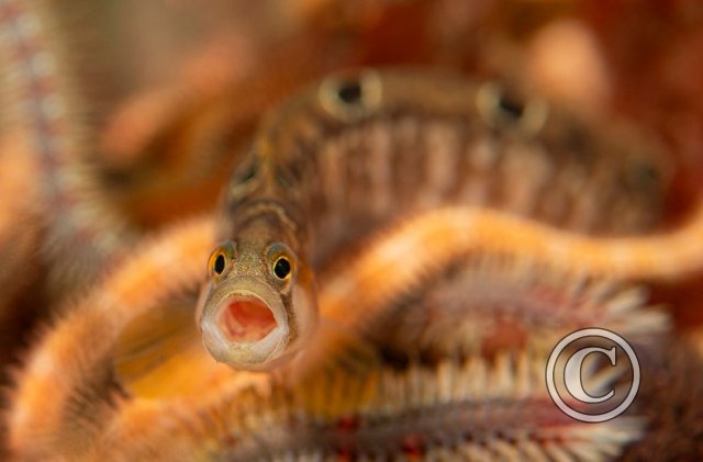 October 2023: Best of British - Winner (image 3)