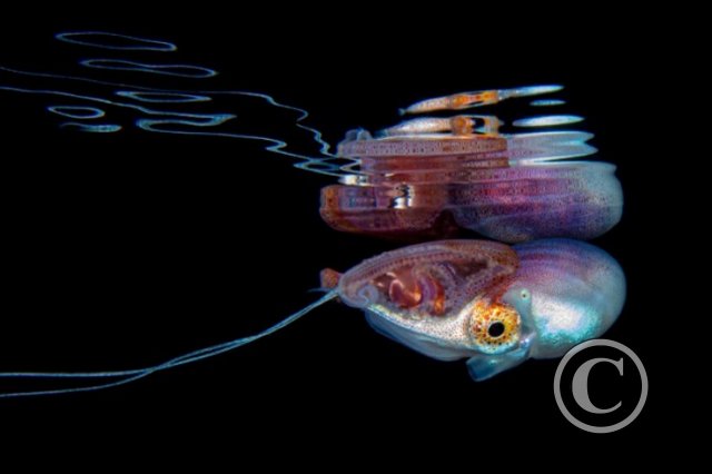 December 2023: Shallow and Surface Water - Winner