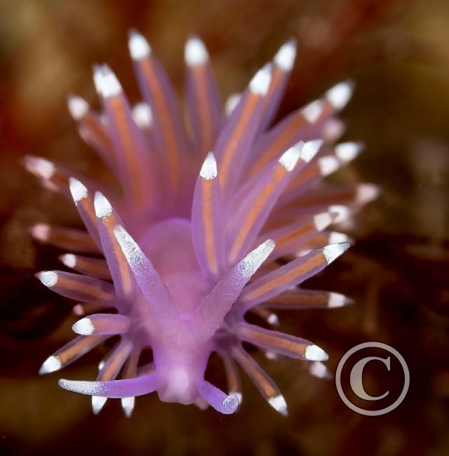 October 2023: Best of British - Third (image 2)