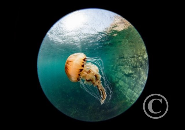 December 2023: Print Competition - Joint Winner