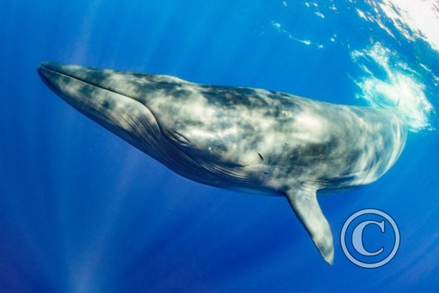 August 2023: Wide Angle - Joint Second