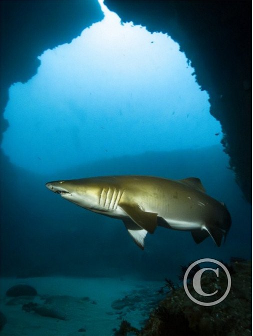 August 2023: Wide Angle - Joint Third