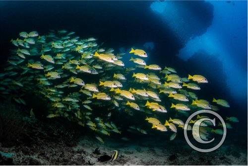 August 2023: Wide Angle - Joint Second