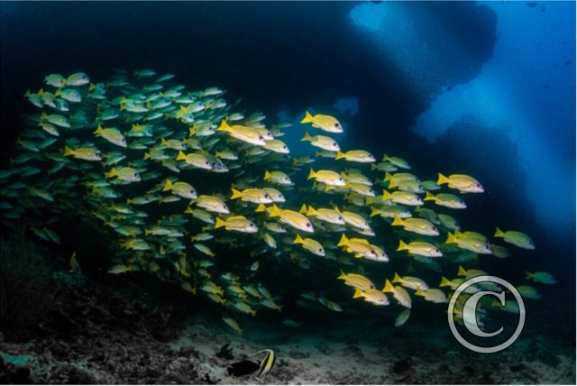 August 2023: Wide Angle - Joint Second