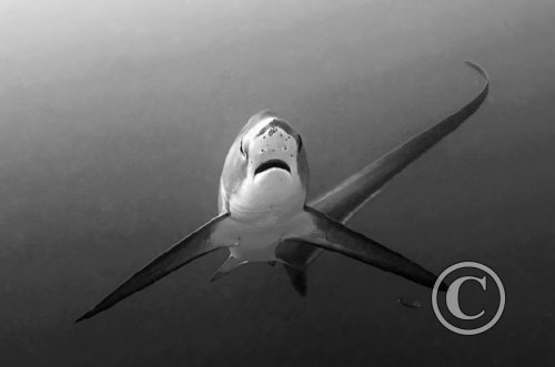 January 2024: Black & White - Joint Third