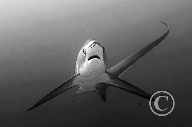 January 2024: Black & White - Joint Third