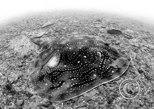 January 2024: Black & White - Joint Third