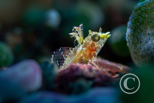 Febryary 2024: Shallow Depth of Field - Winner