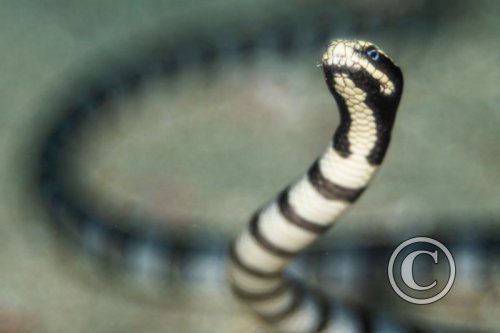 Febryary 2024: Shallow Depth of Field - Joint Second