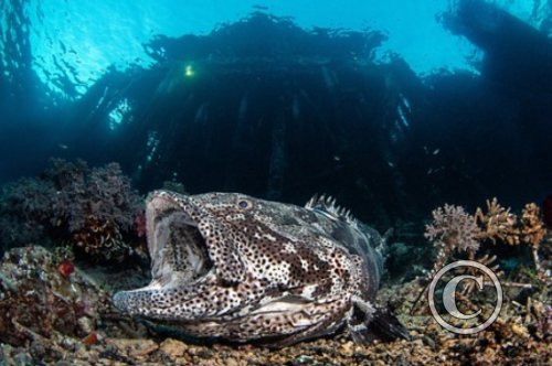 March 2024: Theme Portfolio: Winner (image 2)