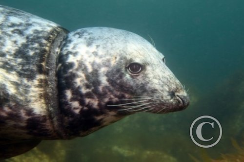 April 2024: Conservation - Third