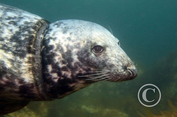 April 2024: Conservation - Third