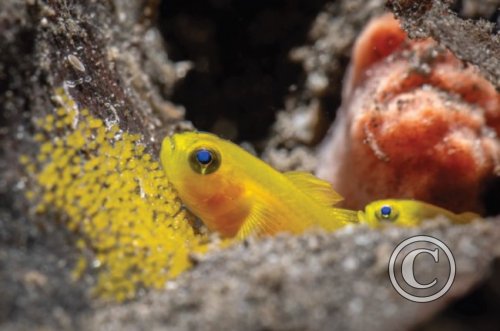 May 2024: Underwater Excellence - Joint Second (image 2)