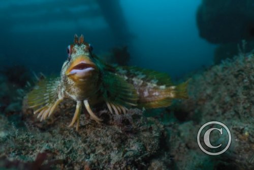 May 2024: Underwater Excellence - Joint Second  (image 3)