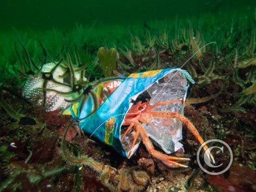 April 2024: Conservation - Winner