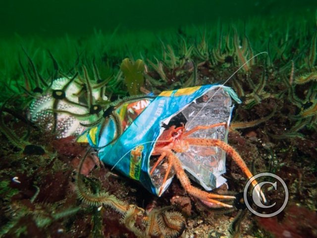 April 2024: Conservation - Winner