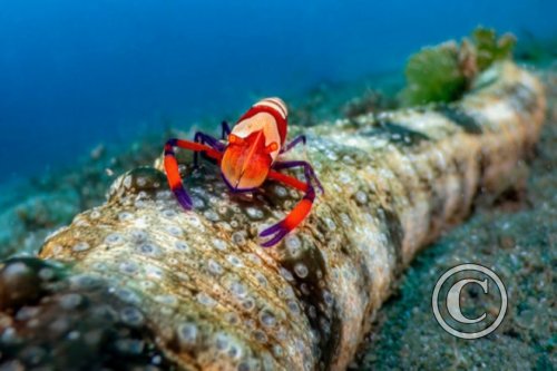 May 2024: Underwater Excellence - Joint Second  (image 1)