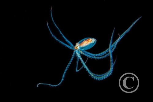 May 2024: Underwater Excellence - Joint Second (image 2)