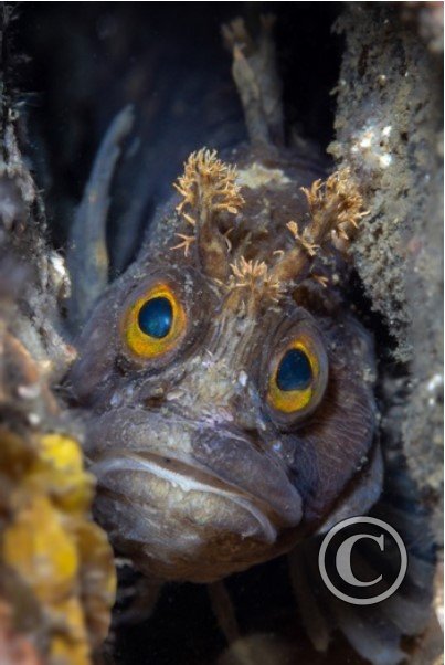 June 2024: Eyes - Joint Third