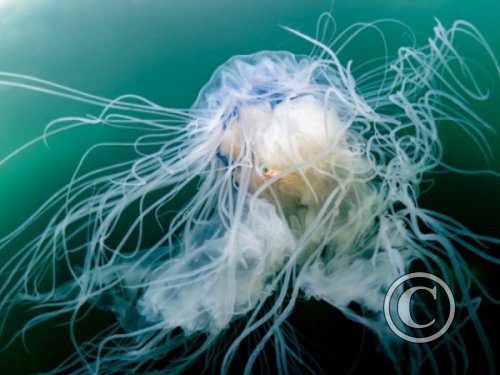 June 2024: Eyes - Joint Third