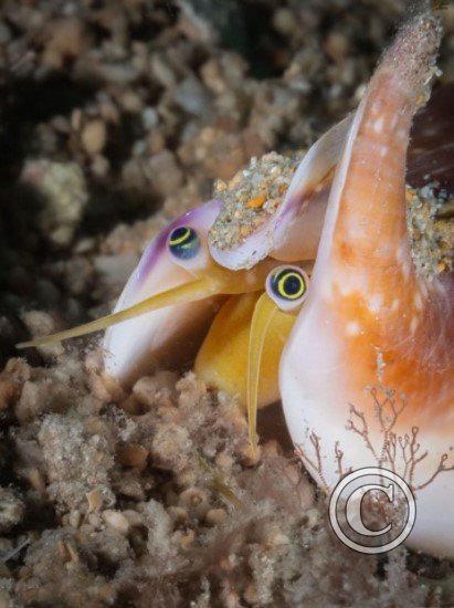 June 2024: Eyes - Joint Third