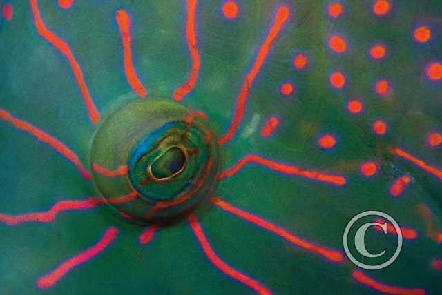 June 2024: Eyes - Winner