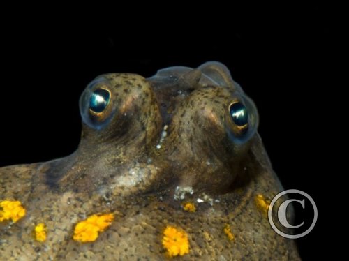 June 2024: Eyes - Joint Third