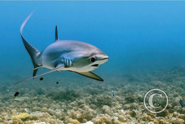 July 2024: Ambient Light - Joint Winner