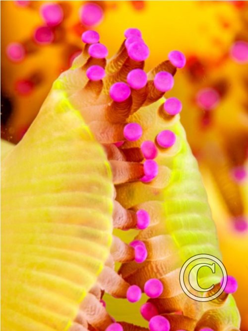 July 2024: Splash In Macro - Second