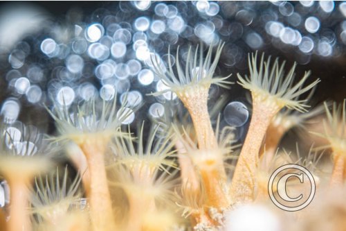 July 2024: Splash In Macro - Winner