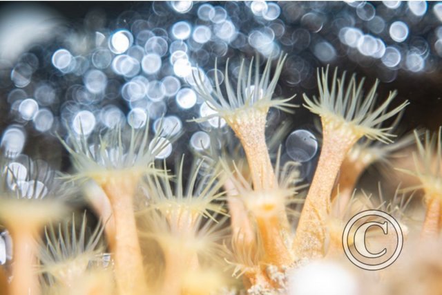 July 2024: Splash In Macro - Winner