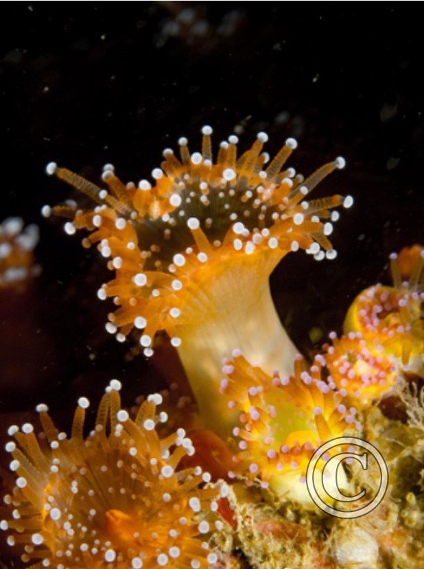 July 2024: Splash In Macro - Commended