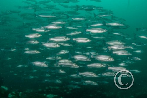 July 2024: Splash In Wide Angle - Third