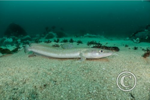 July 2024: Splash In Wide Angle - Commended