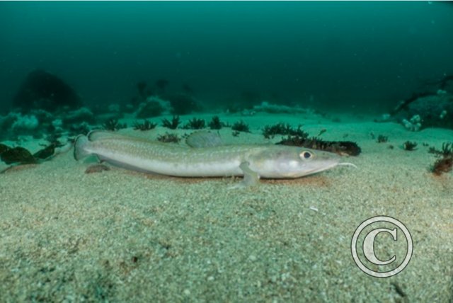 July 2024: Splash In Wide Angle - Commended