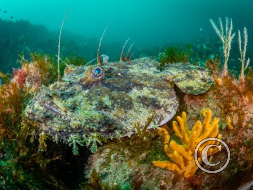 July 2024: Splash In Behaviour - Winner