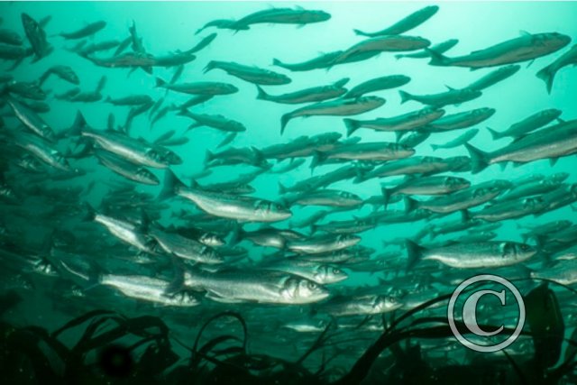 July 2024: Splash In Behaviour - Second