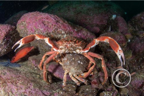 July 2024: Splash In Behaviour - Second