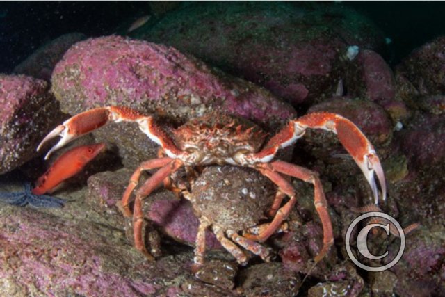 July 2024: Splash In Behaviour - Second