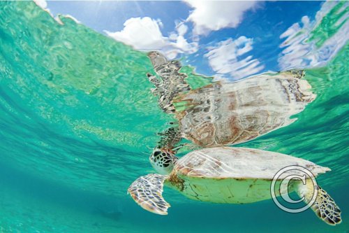 August 2024: Reflections - Winner