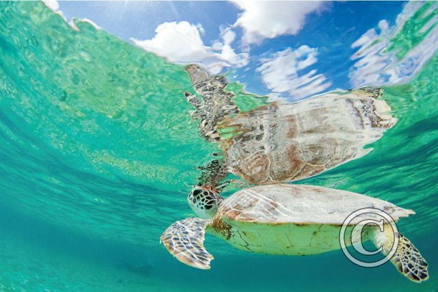 August 2024: Reflections - Winner