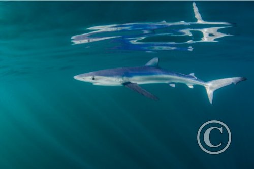 August 2024: Reflections - Joint Third