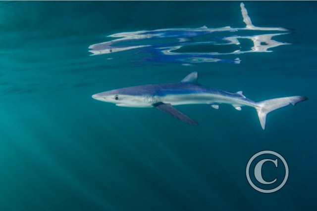 August 2024: Reflections - Joint Third