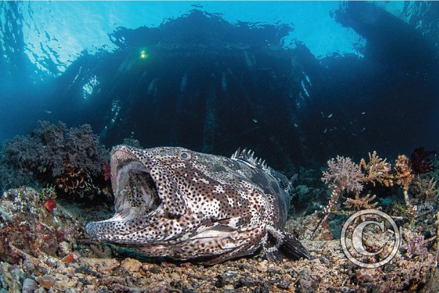 September 2024: Close Focus Wide Angle: Winner