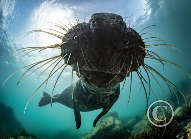 September 2024: Close Focus Wide Angle: Joint Second