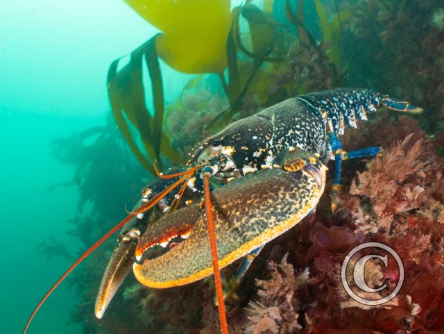 September 2024: Close Focus Wide Angle: Joint Second