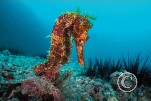 September 2024: Close Focus Wide Angle: Joint Second